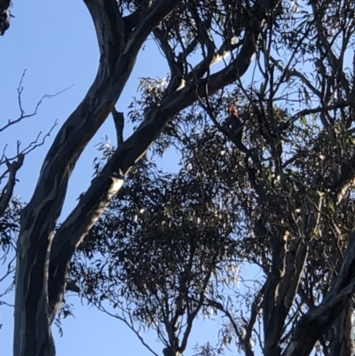 Callocephalon fimbriatum (Gang-gang Cockatoo) at Lyons, ACT - 26 Jun 2022 by soz