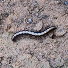 Ommatoiulus moreleti at Splitters Creek, NSW - 25 Jun 2022 by ChrisAllen