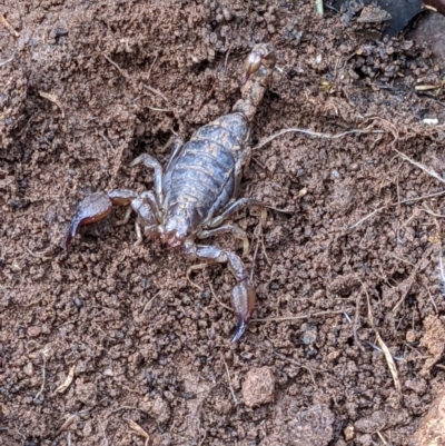 Urodacus manicatus (Black Rock Scorpion) at Splitters Creek, NSW - 25 Jun 2022 by ChrisAllen