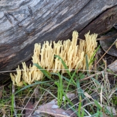 Ramaria sp. at Hamilton Valley, NSW - 25 Jun 2022 by ChrisAllen