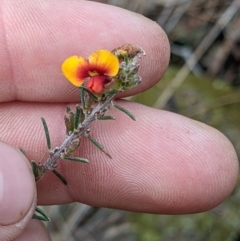 Dillwynia sericea (Egg And Bacon Peas) at Hamilton Valley, NSW - 25 Jun 2022 by ChrisAllen