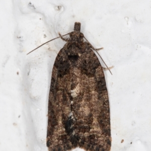 Thrincophora impletana at Melba, ACT - 19 Jun 2022