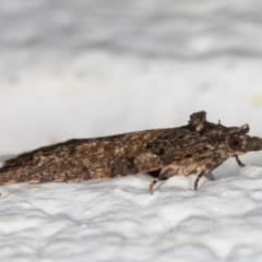 Thrincophora impletana at Melba, ACT - 19 Jun 2022 10:54 PM