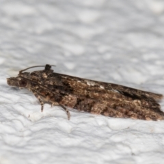 Thrincophora impletana at Melba, ACT - 19 Jun 2022