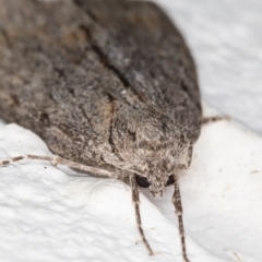 Chlenias nodosus at Melba, ACT - 20 Jun 2022 11:30 PM