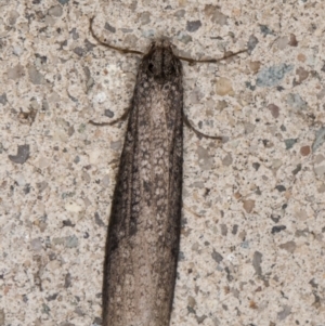 Lepidoscia saxosa at Melba, ACT - 20 Jun 2022 11:34 PM