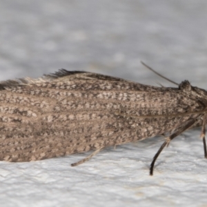 Lepidoscia saxosa at Melba, ACT - 20 Jun 2022