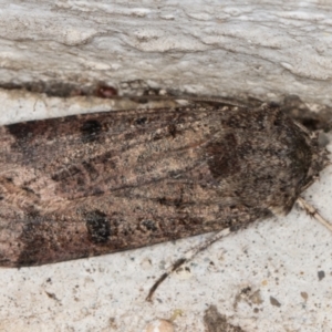 Agrotis porphyricollis at Melba, ACT - 22 Jun 2022