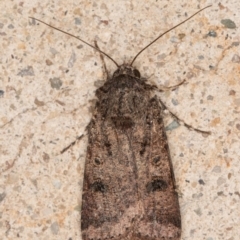 Agrotis porphyricollis at Melba, ACT - 22 Jun 2022