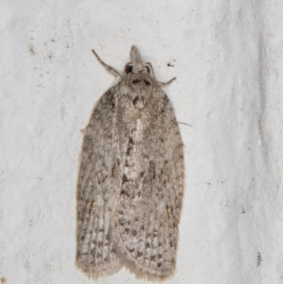 Isotenes miserana (Orange Fruit Borer) at Melba, ACT - 23 Jun 2022 by kasiaaus