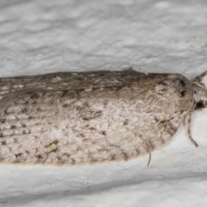 Isotenes miserana at Melba, ACT - 23 Jun 2022 11:40 PM