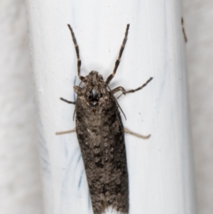 Lepidoscia (genus) ADULT at Melba, ACT - 23 Jun 2022 11:42 PM