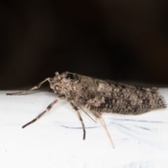 Lepidoscia (genus) ADULT at Melba, ACT - 23 Jun 2022