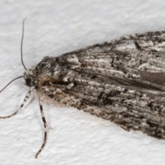 Chlenias ochrocrana at Melba, ACT - 25 Jun 2022 12:00 AM