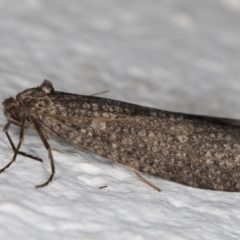 Lepidoscia saxosa at Melba, ACT - 25 Jun 2022 08:45 PM