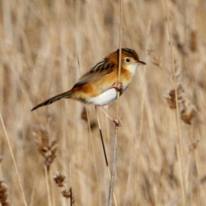 Cisticola exilis at Throsby, ACT - 26 Jun 2022