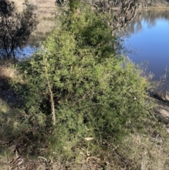 Clematis leptophylla (Small-leaf Clematis, Old Man's Beard) at Googong Foreshore - 26 Jun 2022 by Mavis