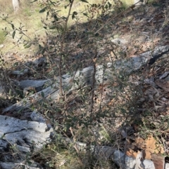 Pomaderris betulina subsp. betulina (Birch Pomaderris) at Googong, NSW - 26 Jun 2022 by Mavis