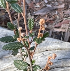 Pomaderris betulina subsp. betulina at Googong, NSW - 26 Jun 2022