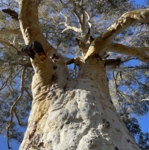 Eucalyptus rossii at Googong, NSW - 26 Jun 2022