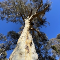 Eucalyptus rossii at Googong, NSW - 26 Jun 2022