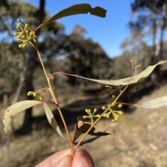 Eucalyptus rossii at Googong, NSW - 26 Jun 2022