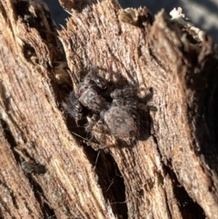 Servaea sp. (genus) at Jerrabomberra, NSW - 26 Jun 2022 01:47 PM