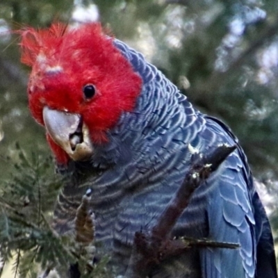 Callocephalon fimbriatum (Gang-gang Cockatoo) at Cook, ACT - 25 Jun 2022 by JanetNelson