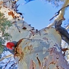 Callocephalon fimbriatum at Cook, ACT - 25 Jun 2022