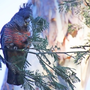 Callocephalon fimbriatum at Cook, ACT - 25 Jun 2022