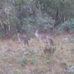 Macropus giganteus (Eastern Grey Kangaroo) at Red Hill Nature Reserve - 25 Jun 2022 by MatthewFrawley