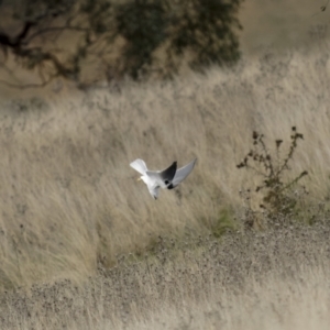 Elanus axillaris at Woolgarlo, NSW - 25 Jun 2022