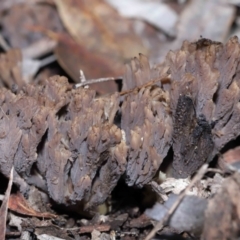 Clavulina cinerea/vinaceocervina at ANBG - 26 Jun 2022 by TimL