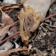 Unidentified Coralloid fungus, markedly branched at Acton, ACT - 26 Jun 2022 by TimL