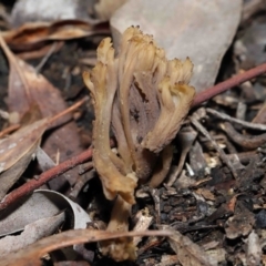 Clavulina vinaceocervina at Acton, ACT - 26 Jun 2022 by TimL