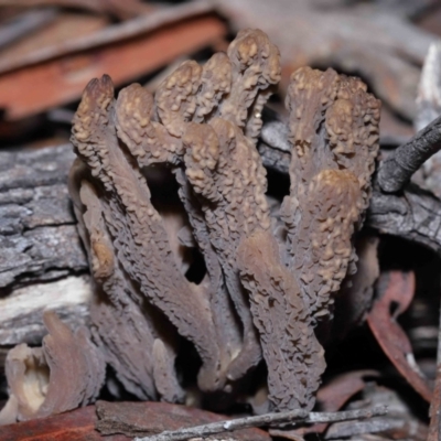 Clavulina cinerea/vinaceocervina at ANBG - 26 Jun 2022 by TimL