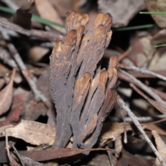 Clavulina cinerea/vinaceocervina at Acton, ACT - 26 Jun 2022 by TimL