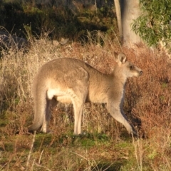 Macropus giganteus at Garran, ACT - 26 Jun 2022