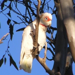 Cacatua tenuirostris (Long-billed Corella) at Garran, ACT - 26 Jun 2022 by MatthewFrawley