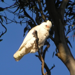 Cacatua sanguinea at Garran, ACT - 26 Jun 2022