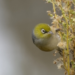 Zosterops lateralis (Silvereye) at Pialligo, ACT - 23 Jun 2022 by trevsci