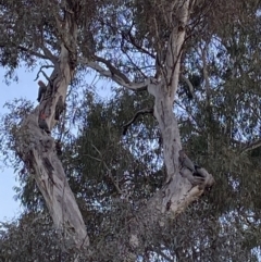 Callocephalon fimbriatum (Gang-gang Cockatoo) at Deakin, ACT - 26 Jun 2022 by Binny