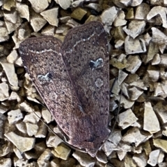 Diarsia intermixta (Chevron Cutworm, Orange Peel Moth.) at Molonglo Valley, ACT - 26 Jun 2022 by Steve_Bok