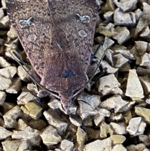 Diarsia intermixta at Molonglo Valley, ACT - 26 Jun 2022 03:59 PM