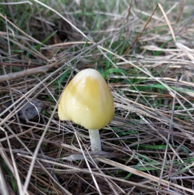 Unidentified Fungus at Wirlinga, NSW - 26 Jun 2022 by RobCook