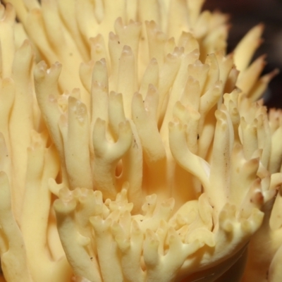 Ramaria sp. (A Coral fungus) at Acton, ACT - 26 Jun 2022 by TimL