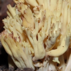 Ramaria sp. at Acton, ACT - 26 Jun 2022