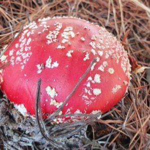 Amanita muscaria at Yass River, NSW - 26 Jun 2022