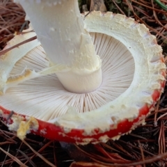 Amanita muscaria at Yass River, NSW - 26 Jun 2022