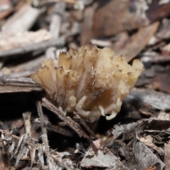 Unidentified Coralloid fungus, markedly branched at ANBG - 26 Jun 2022 by TimL
